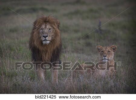 Stock Photography - Lion and lioness in remote field. Fotosearch