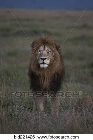 Lion standing in remote field View Large Photo Image Stock Photograph - Lion standing in remote field. Fotosearch