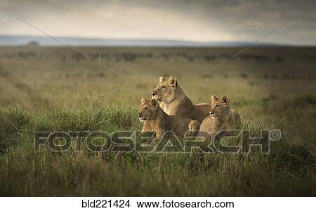 Picture - Lioness and cubs laying in remote field. Fotosearch