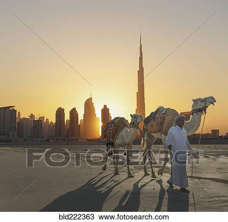 Middle Eastern man walking camels near city View Large Photo Image Stock Image - Middle Eastern man walking camels near city. Fotosearch
