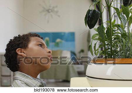 Stock Photo - Mixed race boy looking at plant. Fotosearch
