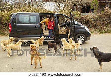 Mixed Race brothers exiting minivan to greet dogs View Large Photo Image Stock Image - Mixed Race brothers exiting minivan to greet dogs. Fotosearch