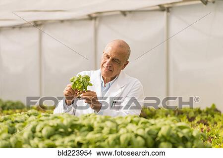 Mixed Race scientist checking green basil plants in greenhouse View Large Photo Image Picture - Mixed Race scientist checking green basil plants in greenhouse. Fotosearch