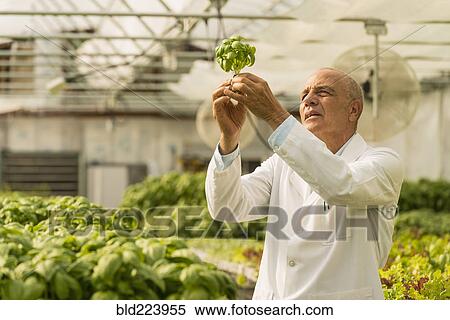 Stock Photography - Mixed Race scientist checking green basil plants in greenhouse. Fotosearch