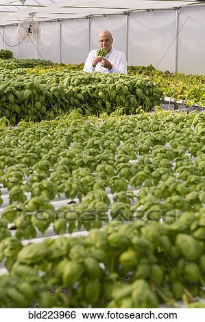 Mixed Race scientist examining green basil plant in greenhouse View Large Photo Image Stock Photograph - Mixed Race scientist examining green basil plant in greenhouse. Fotosearch