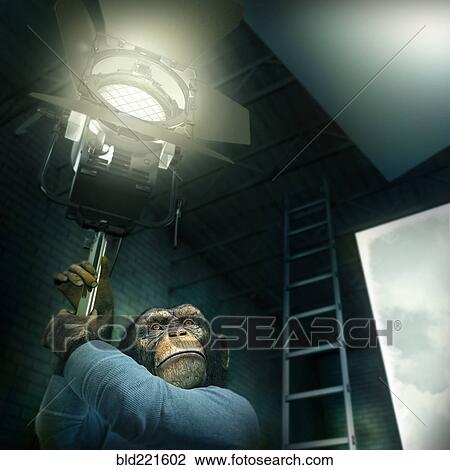 Stock Image - Monkey holding light in photography studio. Fotosearch