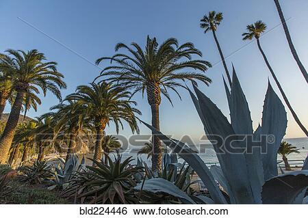 Palm trees at ocean waterfront View Large Photo Image Stock Photograph - Palm trees at ocean waterfront. Fotosearch
