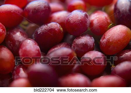 Picture - Pile of fresh wet purple grapes. Fotosearch