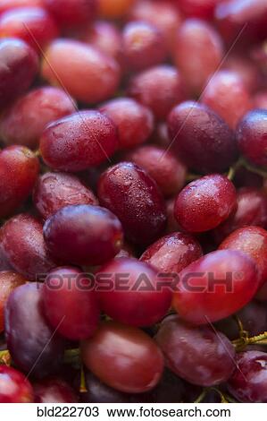 Stock Image - Pile of fresh wet purple grapes. Fotosearch