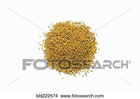 Picture - Pile of mustard seeds in shape of a circle. Fotosearch