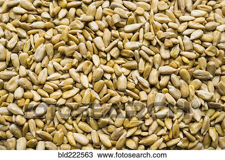 Pile of sunflower seeds View Large Photo Image Stock Image - Pile of sunflower seeds. Fotosearch