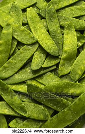 Picture - Pile of wet green peas in pods. Fotosearch
