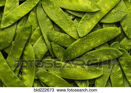 Pile of wet green peas in pods View Large Photo Image Stock Image - Pile of wet green peas in pods. Fotosearch