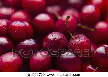 Stock Image - Pile of wet red cherries. Fotosearch