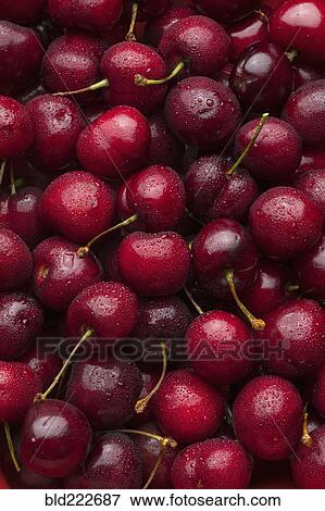 Pile of wet red cherries View Large Photo Image Stock Photo - Pile of wet red cherries. Fotosearch