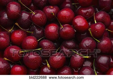 Pile of wet red cherries View Large Photo Image Stock Photo - Pile of wet red cherries. Fotosearch