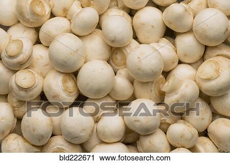 Stock Image - Pile of white mushrooms. Fotosearch