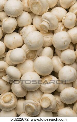 Pile of white mushrooms View Large Photo Image Stock Image - Pile of white mushrooms. Fotosearch