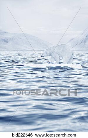 Polar bear floating on ice floe in ocean View Large Photo Image Stock Photograph - Polar bear floating on ice floe in ocean. Fotosearch