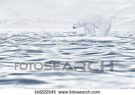 Polar bear floating on ice floe in ocean View Large Photo Image Stock Photography - Polar bear floating on ice floe in ocean. Fotosearch