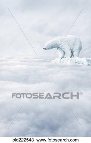 Polar bear floating on ice floe in clouds View Large Photo Image Stock Image - Polar bear floating on ice floe in clouds. Fotosearch