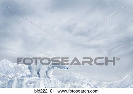 Polar bear standing on glacier View Large Photo Image Stock Image - Polar bear standing on glacier. Fotosearch