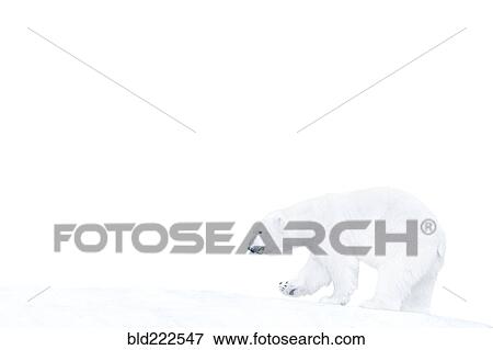 Stock Photo - Polar bear walking on ice. Fotosearch