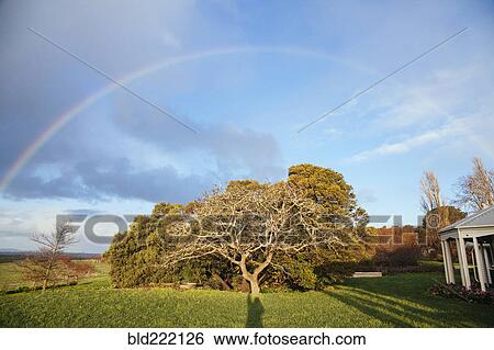 Stock Photograph - Rainbow over tree in rural backyard. Fotosearch