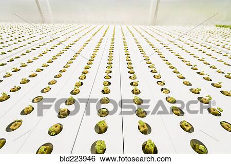 Stock Photograph - Rows of green seedlings in greenhouse. Fotosearch