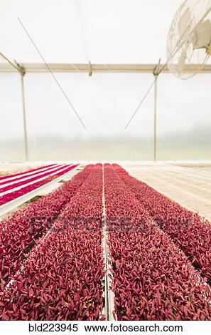 Stock Photography - Rows of red plants in greenhouse. Fotosearch