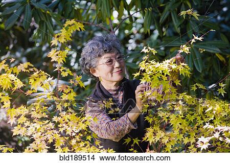 Senior Japanese woman gardening View Large Photo Image Picture - Senior Japanese woman gardening. Fotosearch