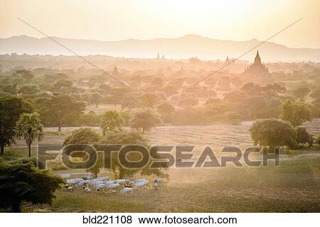 Stock Photo - Sheep grazing in misty landscape. Fotosearch