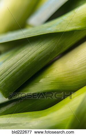 Stalks of green vegetable View Large Photo Image Stock Photo - Stalks of green vegetable. Fotosearch