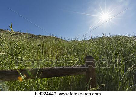 Stock Photo - Tall grass and wooden fence on hill. Fotosearch
