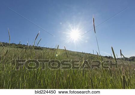 Tall grass on hill View Large Photo Image Stock Image - Tall grass on hill. Fotosearch