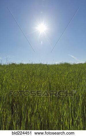 Tall grass on hill View Large Photo Image Stock Image - Tall grass on hill. Fotosearch