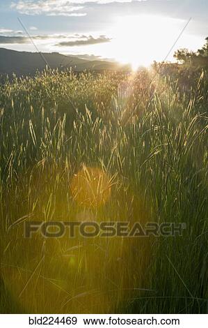 Tall grass on sunny day View Large Photo Image Stock Photo - Tall grass on sunny day. Fotosearch