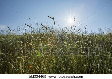 Tall grass on sunny day View Large Photo Image Stock Photography - Tall grass on sunny day. Fotosearch