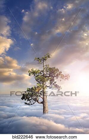 Tree above clouds View Large Photo Image Stock Photograph - Tree above clouds. Fotosearch