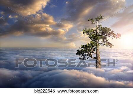 Tree above clouds View Large Photo Image Stock Photography - Tree above clouds. Fotosearch