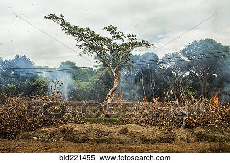 Tree near power lines in burning forest fire View Large Photo Image Stock Photography - Tree near power lines in burning forest fire. Fotosearch