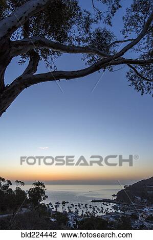 Tree over harbor at sunset View Large Photo Image Stock Image - Tree over harbor at sunset. Fotosearch