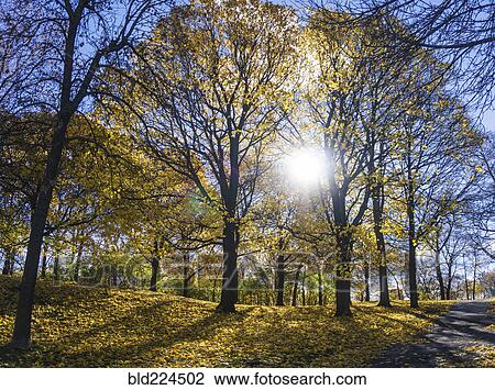 Trees in park on sunny day View Large Photo Image Stock Image - Trees in park on sunny day. Fotosearch