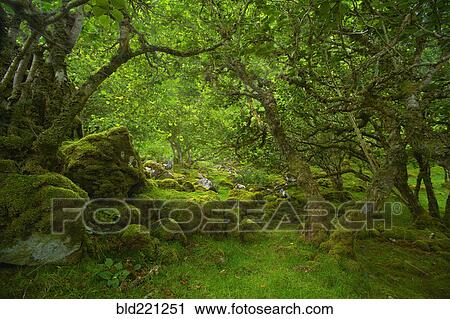 Stock Image - Trees over mossy rocks in forest. Fotosearch