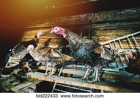Turkeys standing on wooden board in coop View Large Photo Image Stock Image - Turkeys standing on wooden board in coop. Fotosearch