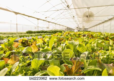 Wet green plants in greenhouse View Large Photo Image Stock Image - Wet green plants in greenhouse. Fotosearch