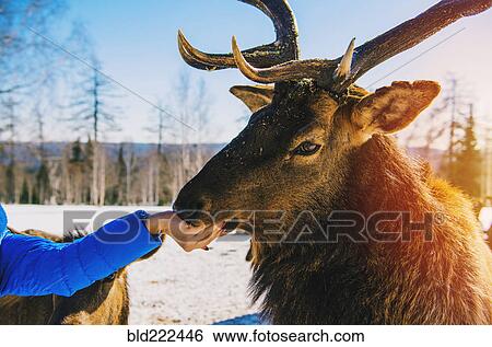 Woman feeding deer from hand in winter View Large Photo Image Stock Photograph - Woman feeding deer from hand in winter. Fotosearch
