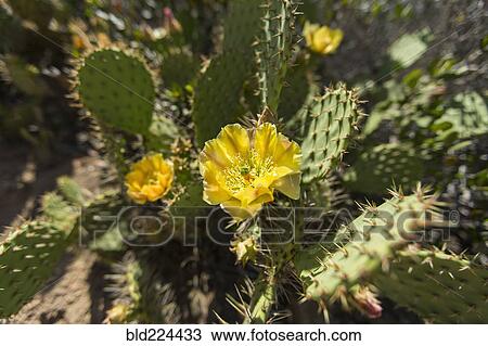 Yellow flower on cactus View Large Photo Image Stock Image - Yellow flower on cactus. Fotosearch