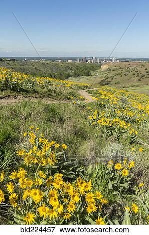 Yellow flowers and dirt path in rolling landscape near city View Large Photo Image Stock Photo - Yellow flowers and dirt path in rolling landscape near city. Fotosearch