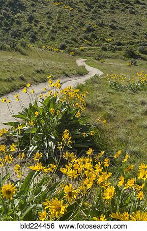 Yellow flowers and dirt path in rolling landscape View Large Photo Image Stock Photograph - Yellow flowers and dirt path in rolling landscape. Fotosearch